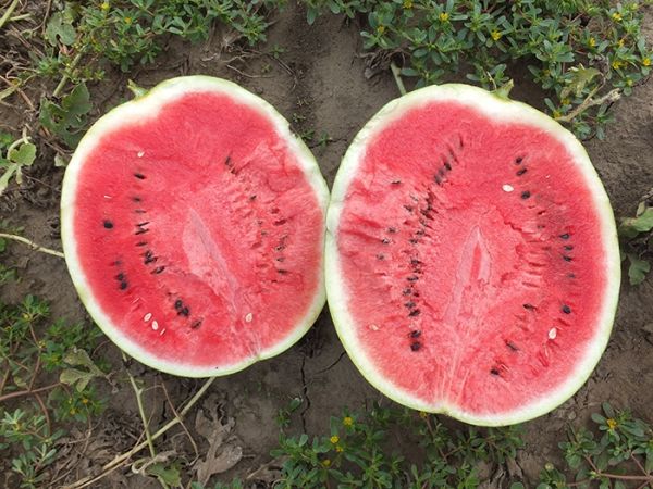 Арбуз ЭНИГМА F1 (HSR 4680) / ENIGMA F1 (HSR 4680) Hollar Seeds