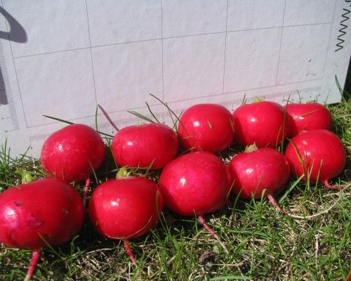 Редис КАСТО F1 / KASTO F1 Soto Seeds