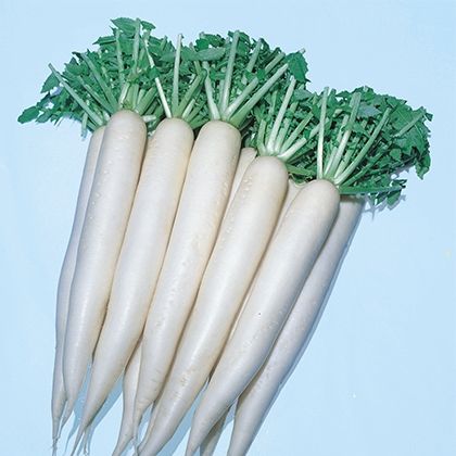 Дайкон ЭПРИЛ КРОС F1 / EPRIL KROS F1 Takii Seeds