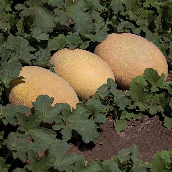 Дыня KS 6188 F1 / KS 6188 F1 Kitano Seeds