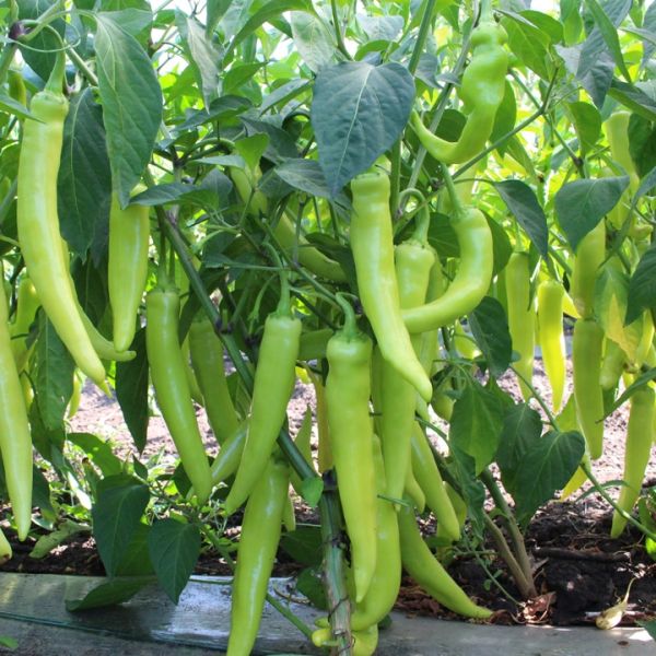Перец острый KS 65 F1 Kitano Seeds
