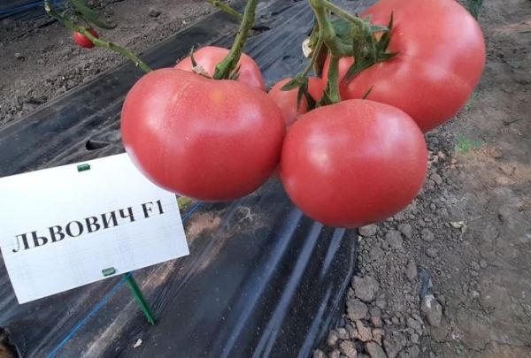 Томат ЛЬВОВИЧ F1 / LVOVICH F1 Global Seeds