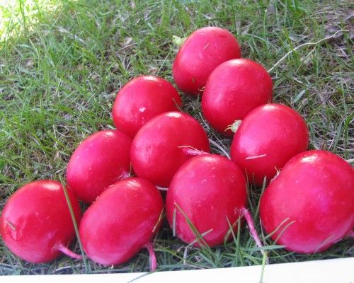 Редис МИЛАНА F1 / MILANA F1 Soto Seeds