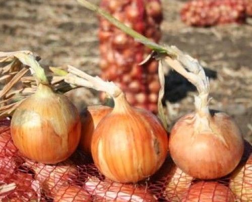 Лук Яровой МИРТОН F1 / MIRTON F1 Soto Seeds