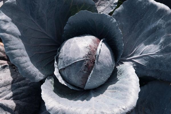 Капуста краснокочанная ПРИМЕРО F1 / PRIMERO F1 Bejo