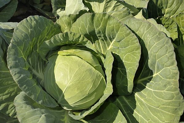 Капуста белокочанная ПРУКТОР F1 Syngenta