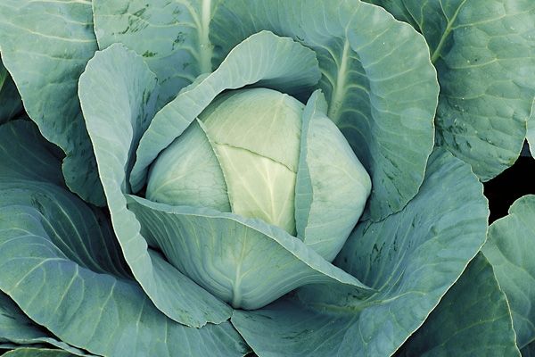 Капуста белокочанная КУИЗОР F1 / KUIZOR F1 Syngenta