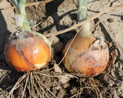 Лук Озимый РОНДО F1 / RONDO F1 Soto Seeds