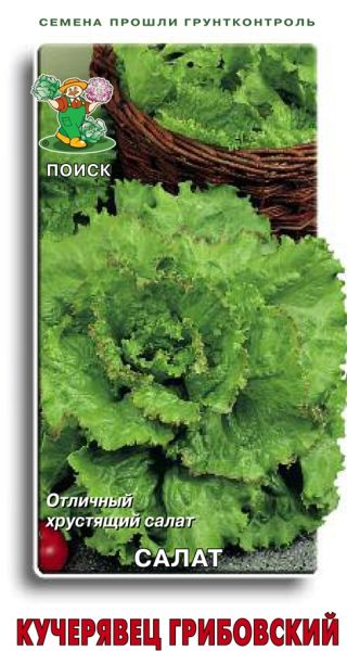 Салат батавия КУЧЕРЯВЕЦ ГРИБОВСКИЙ ЦВ Поиск