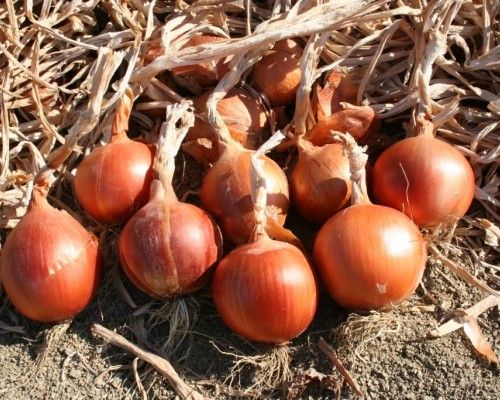 Лук Яровой ST 5520 F1 Soto Seeds
