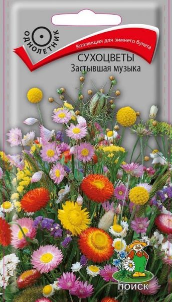 Однолетник Сухоцветы Застывшая музыка ЦВ Поиск