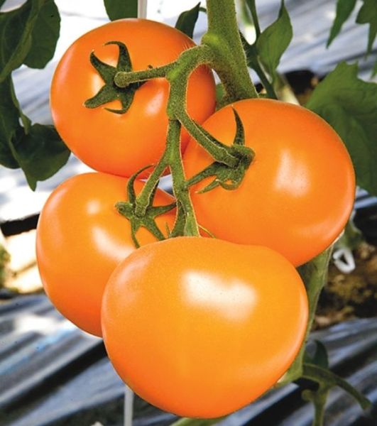 Томат ТИ 169 F1 / TI 169 Takii Seeds