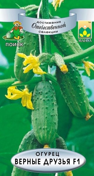 Огурец ВЕРНЫЕ ДРУЗЬЯ F1 ЦВ Поиск