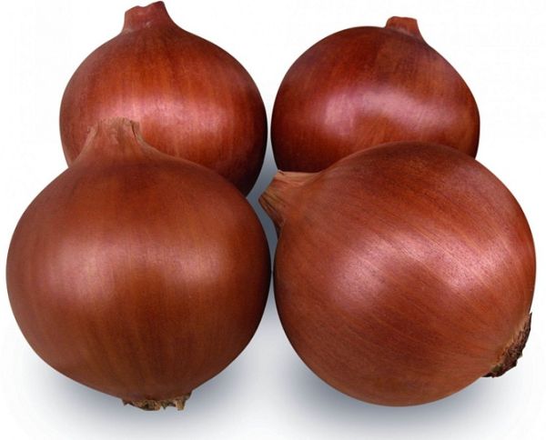 Лук Яровой ЭЛЕНКА F1 / ELENKA F1 Cora Seeds