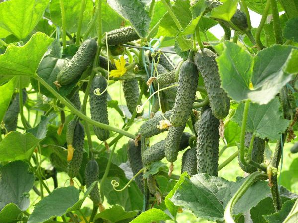 Огурец ЗКИ 104 F1 / ZKI 104 F1 Quality Seeds