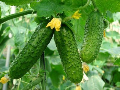 juehws «Герман F1» (Seminis)