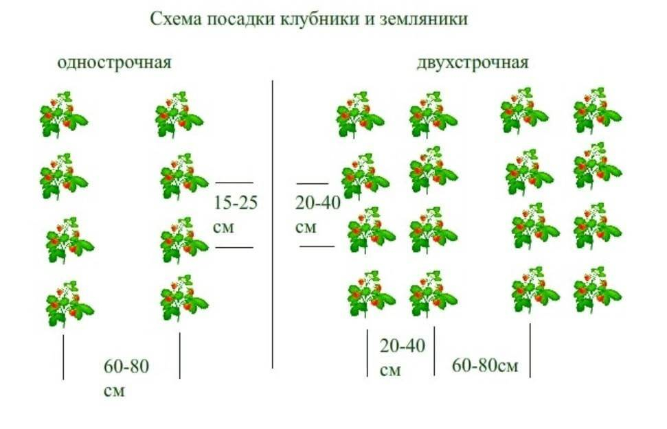 Схема посадки клубники