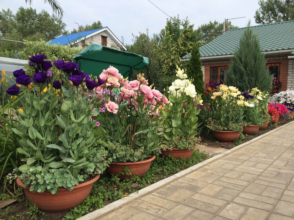 особенности выращивания эустомы