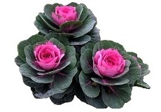 Капуста декоративная