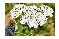 Тысячелистник